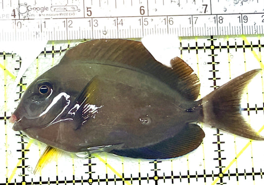 Eye Line Black Shoulder Tang ELBST072301 WYSIWYG Size: ML 4" approx