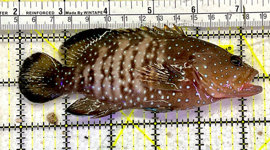 Chocolate Boenak Grouper CBG051501 WYSIWYG Size: XL 5.5”