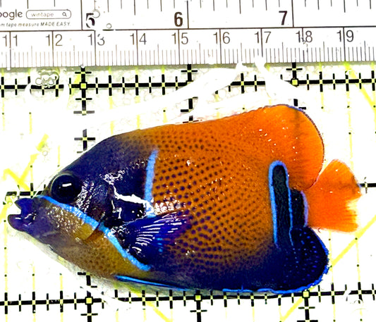 Majestic Angelfish MA072102 WYSIWYG Size: M 3.25" approx
