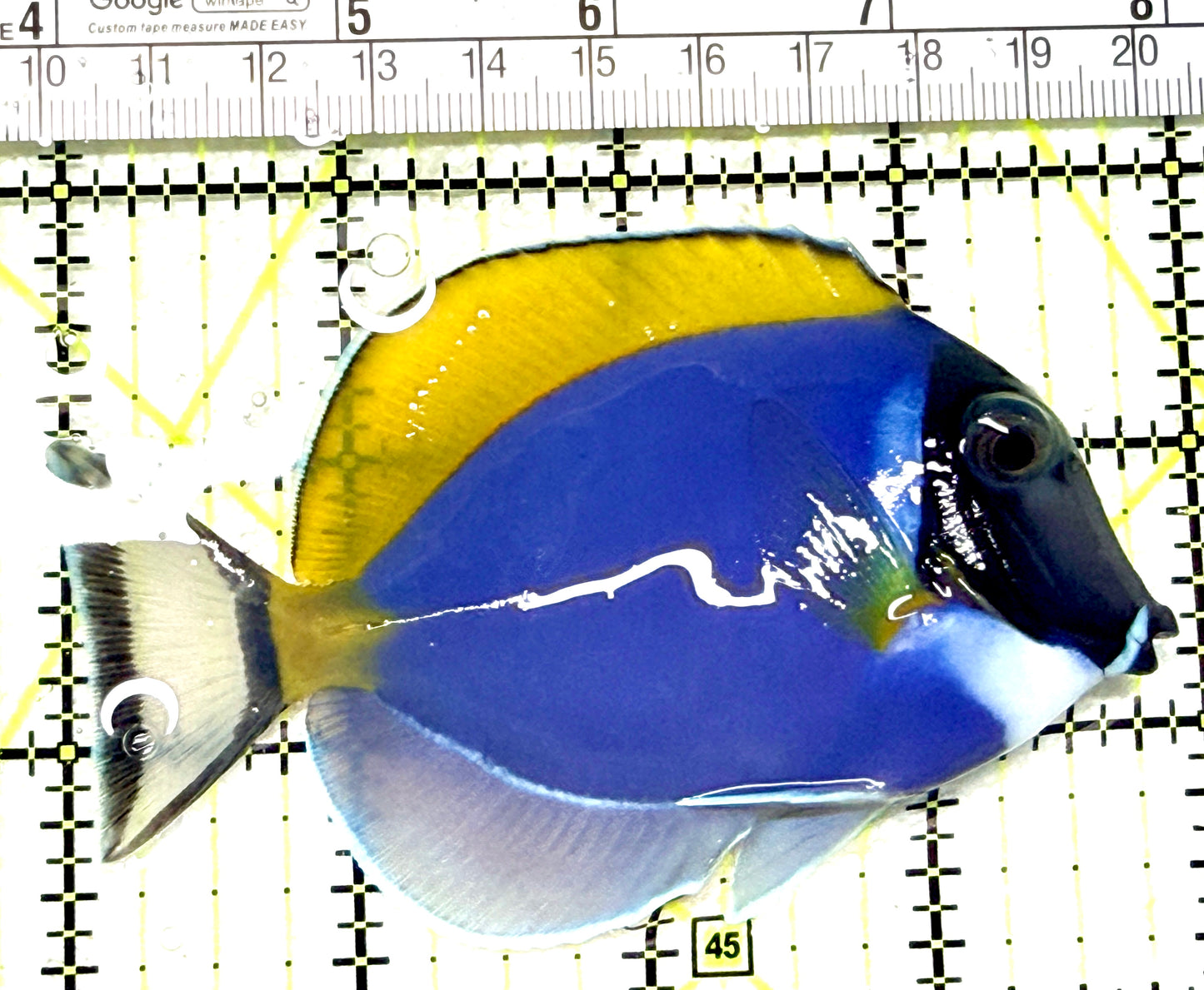 Powder Blue x Gold Rim Tang (Hybrid) PBGRT072201 WYSIWYG Size: ML 4" approx