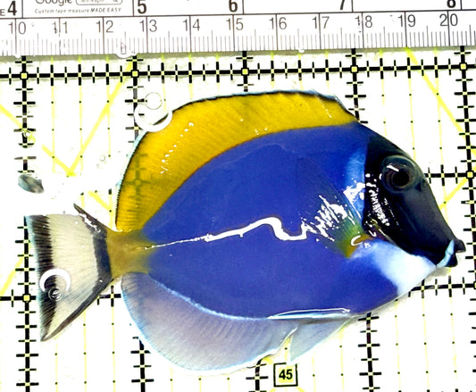 Powder Blue x Gold Rim Tang (Hybrid) PBGRT072201 WYSIWYG Size: ML 4" approx