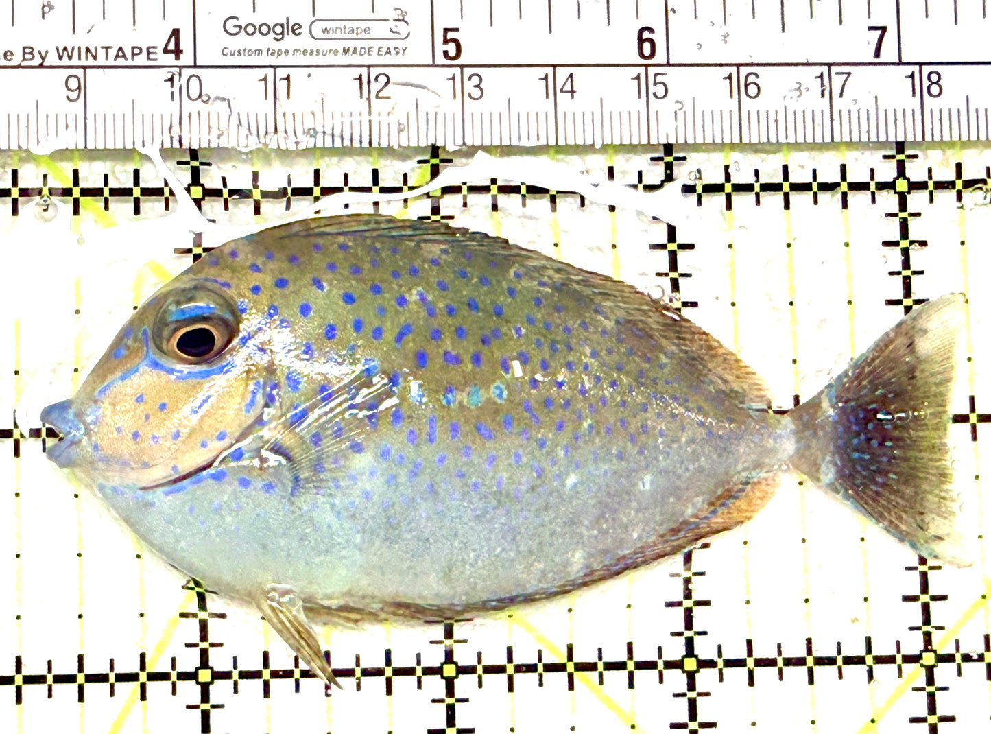 Vlamingi Unicorn Tang VUT072204 WYSIWYG Size: L 4" approx