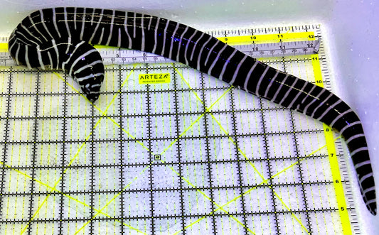 Zebra Moray Eel ZME051601 WYSIWYG Size: L 18”