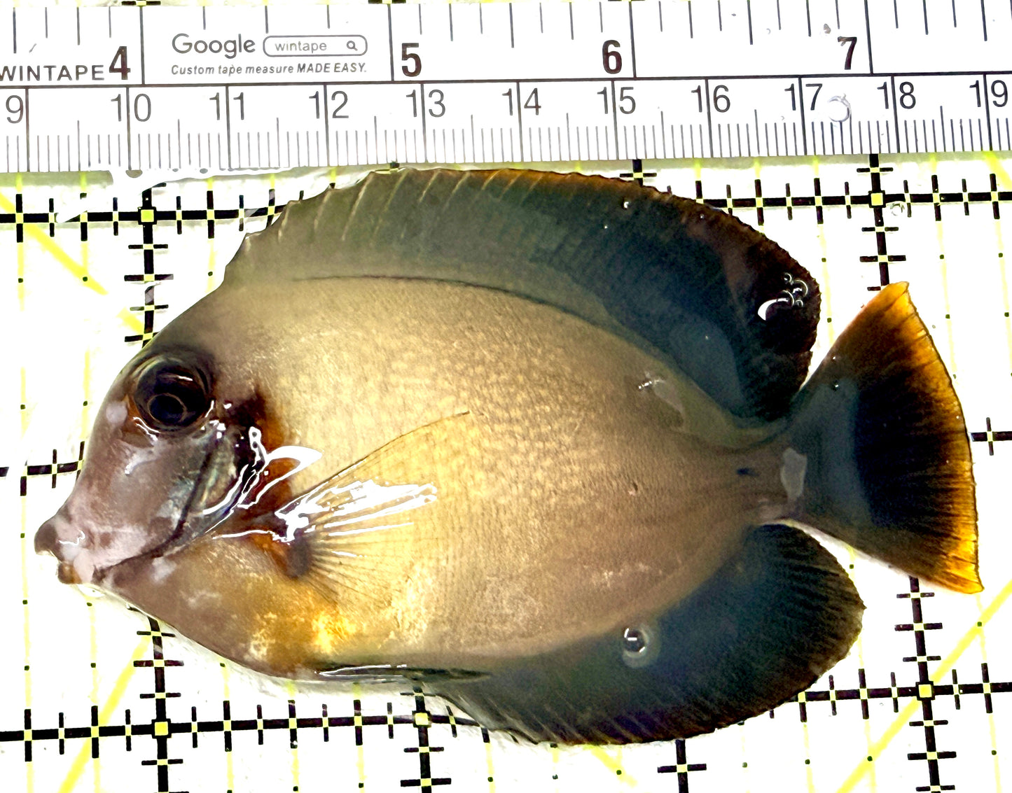 Chronixis Mimic Tang CMT072201 WYSIWYG Size: L 3.75" approx