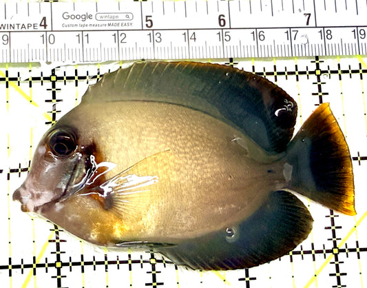 Chronixis Mimic Tang CMT072201 WYSIWYG Size: L 3.75" approx