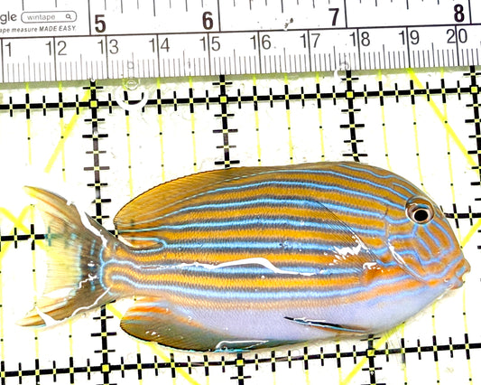 Clown Tang CT072204 WYSIWYG Size: M 3.25" approx