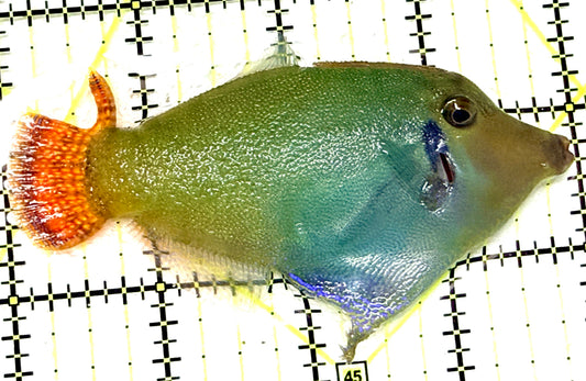 Red Tail Filefish RTF072202 WYSIWYG Size: XL 4" approx