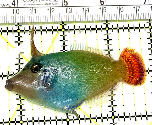 Red Tail Filefish RTF072203 WYSIWYG Size: L 3.25" approx