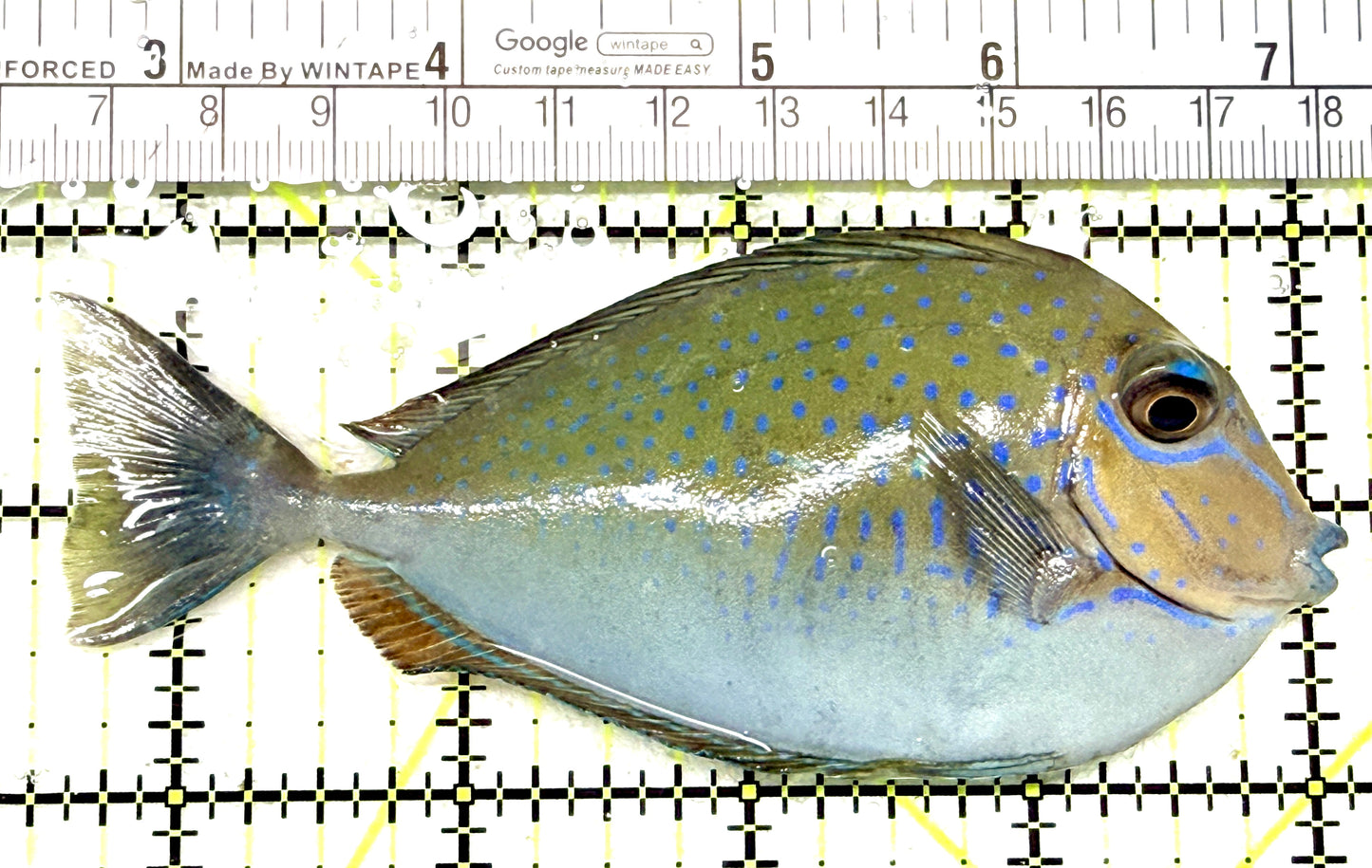 Vlamingi Unicorn Tang VUT072203 WYSIWYG Size: L 4.5" approx