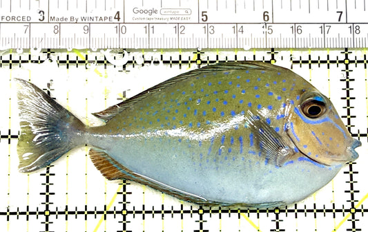 Vlamingi Unicorn Tang VUT072203 WYSIWYG Size: L 4.5" approx