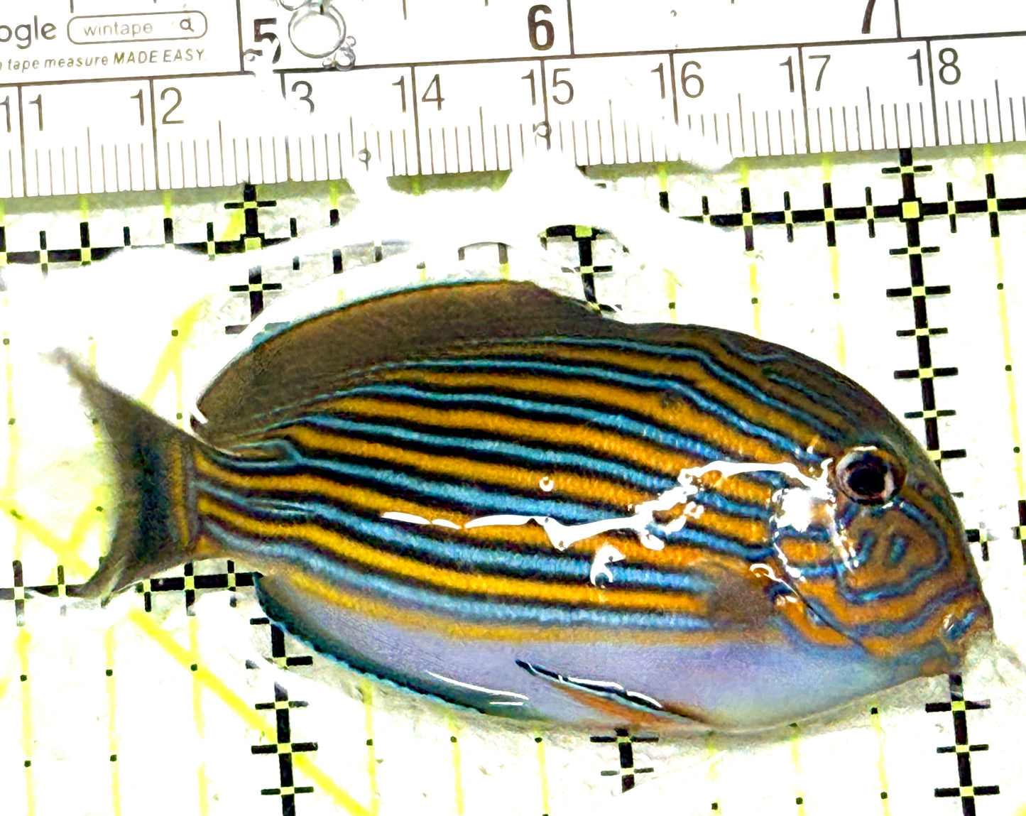 Clown Tang CT072202 WYSIWYG Size: S 2.75" approx