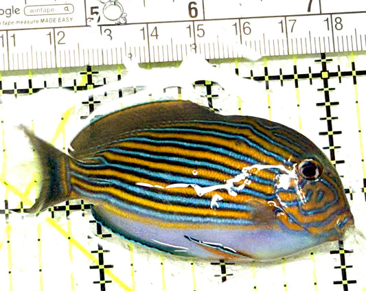 Clown Tang CT072202 WYSIWYG Size: S 2.75" approx