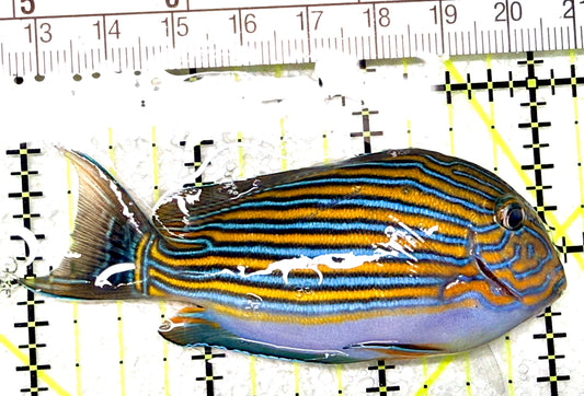 Clown Tang CT072203 WYSIWYG Size: S 3" approx