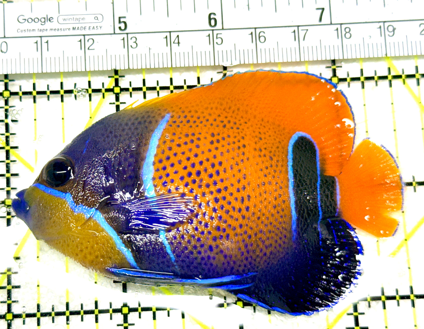 Majestic Angelfish MA072103 WYSIWYG Size: M 3.5" approx