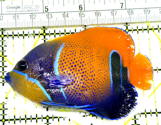 Majestic Angelfish MA072103 WYSIWYG Size: M 3.5" approx