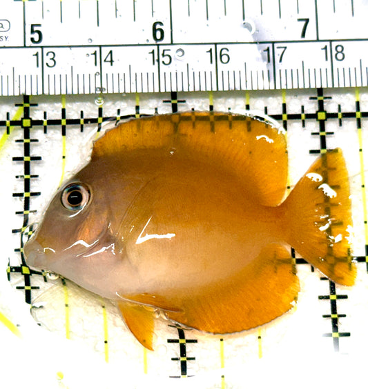 Bluelip Bristletooth Juvenile BBJ072301 WYSIWYG Size: M 2.25" approx