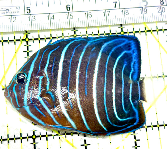 Blue Ring Angelfish Juvenile BRAJ072102 WYSIWYG Size: M 3.25" approx