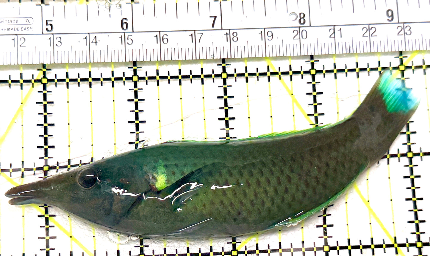 Green Bird Wrasse GBW072201 WYSIWYG Size: ML 4.5" approx