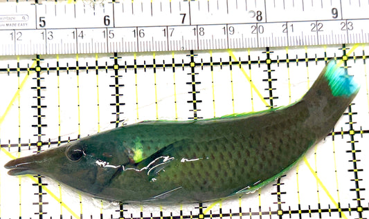 Green Bird Wrasse GBW072201 WYSIWYG Size: ML 4.5" approx
