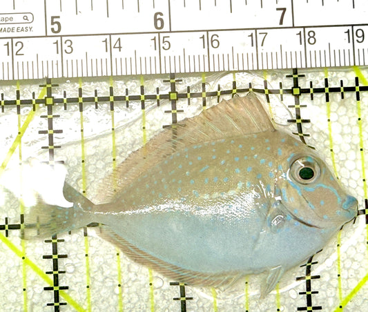 Vlamingi Unicorn Tang VUT072201 WYSIWYG Size: S 2.75" approx