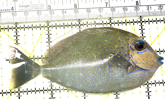 Vlamingi Unicorn Tang VUT072202 WYSIWYG Size: L 4.75" approx