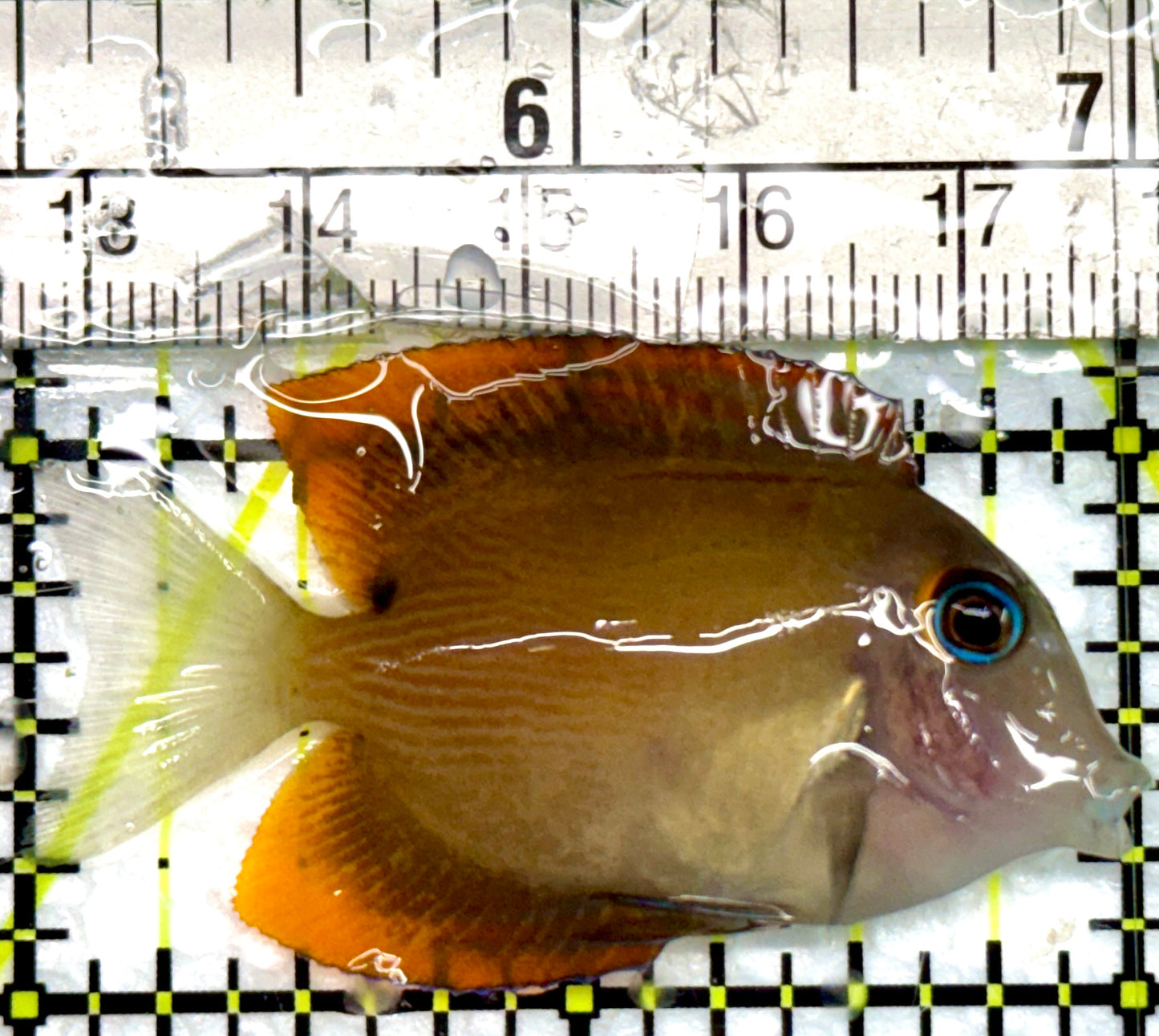 Flame Fin Tomini Tang FTT100501 WYSIWYG  Size: S 2"