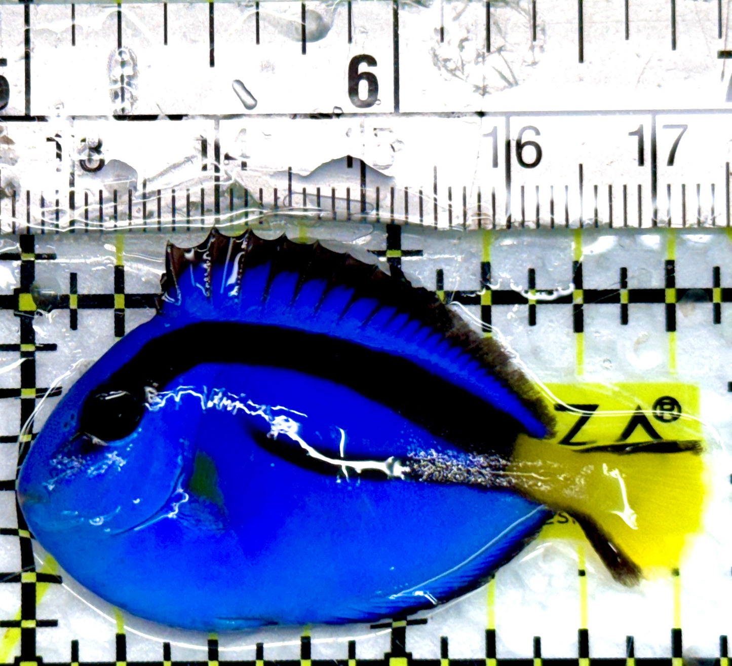 Blue Hippo Tang BHT100502 WYSWYG Size: S 2"