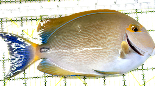 Bariene Tang BT072301 WYSIWYG Size: XXL 8" approx