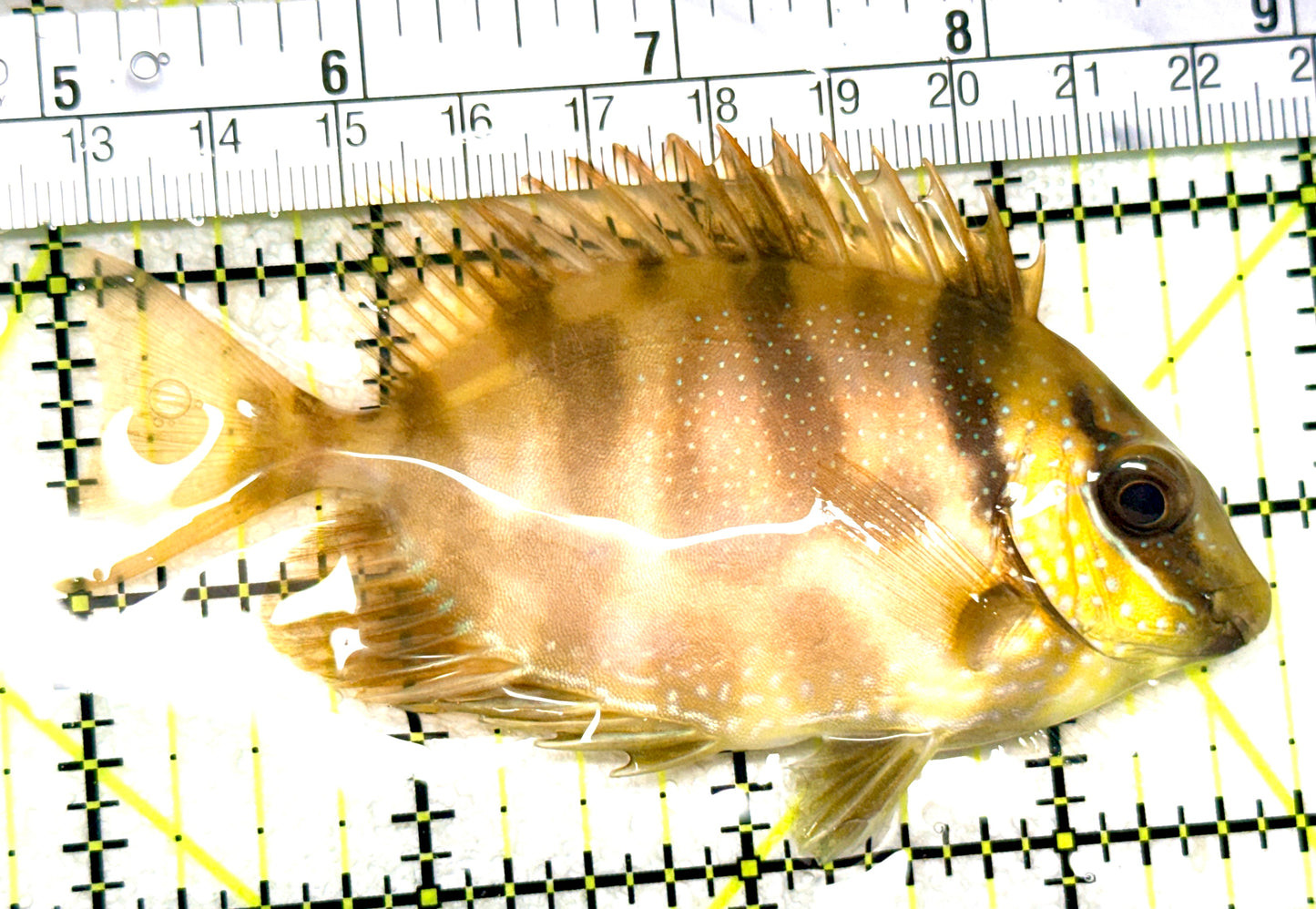 Golden Rabbitfish GR072201 WYSIWYG Size: M 3.75" approx
