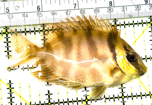 Golden Rabbitfish GR072201 WYSIWYG Size: M 3.75" approx