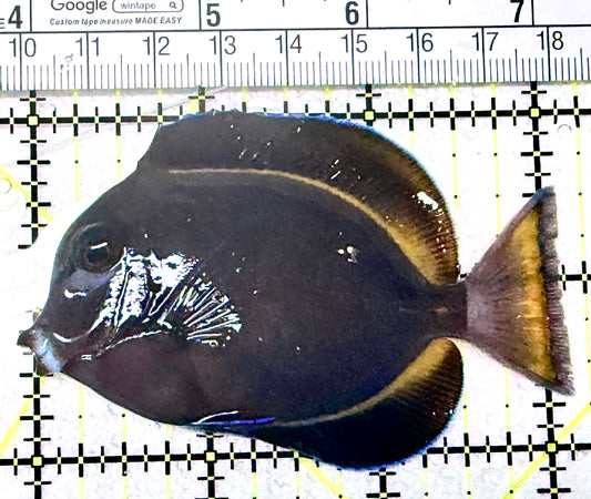 Gold Rim Tang GRT072201 WYSIWYG Size: ML 3.25" approx