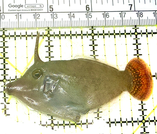 Red Tail Filefish RTF072201 WYSIWYG Size: L 3.25" approx