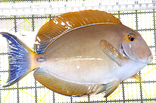 Bariene Tang BT072302 WYSIWYG Size: XXXL 9" approx