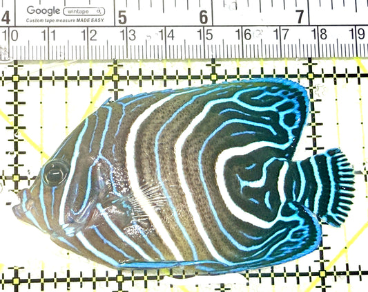 Koran Angelfish Juvenile KAJ072101 WYSIWYG Size: L 3.5" approx