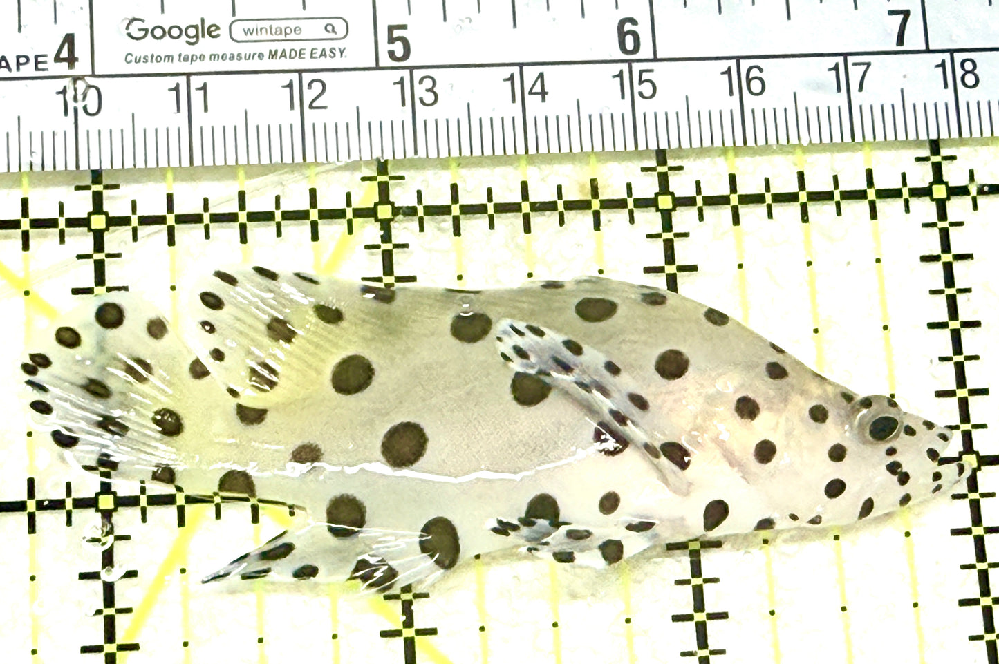 Panther Grouper PG072101 WYSIWYG Size: M 3.25" approx