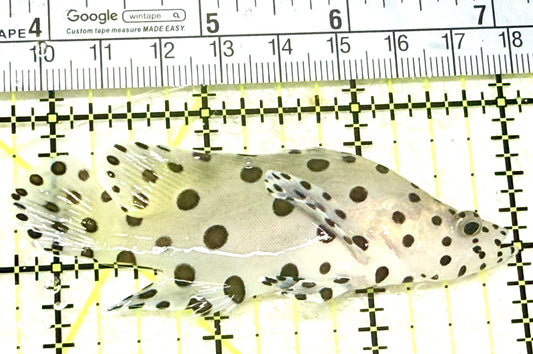 Panther Grouper PG072101 WYSIWYG Size: M 3.25" approx