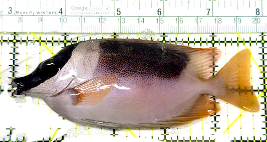 Magnificent Foxface MF072204 WYSIWYG Size: L 5" approx