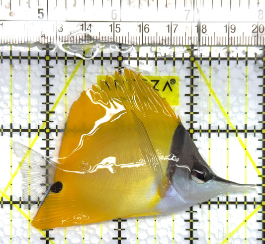 Yellow Longnose Butterflyfish YLB100601 WYSIWYG Size: M 3.5" approx