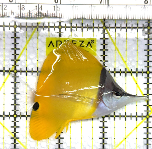 Yellow Longnose Butterflyfish YLB100602 WYSIWYG Size: M 3.25" approx