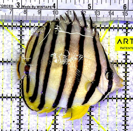 Eight Band Butterflyfish EBF060801 WYSIWYG Size: XL 3.5”