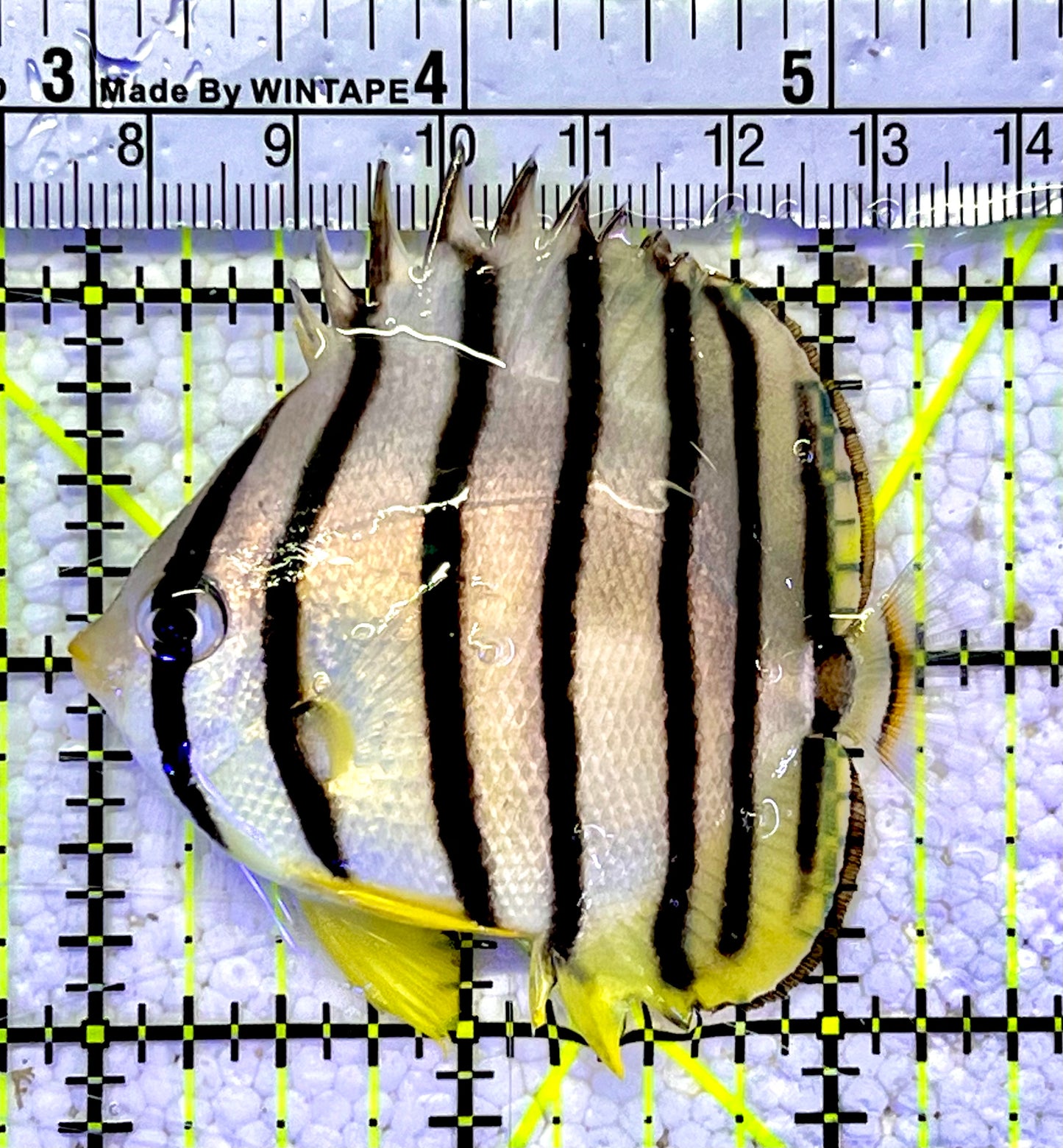 Eight Band Butterflyfish EBF060802 WYSIWYG Size: M 2.5"