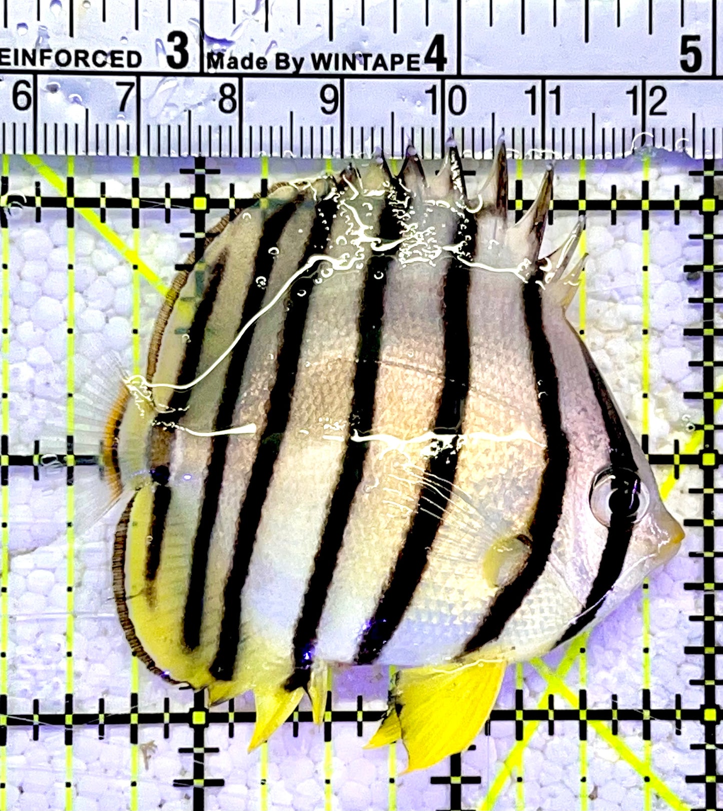 Eight Band Butterflyfish EBF060802 WYSIWYG Size: M 2.5"