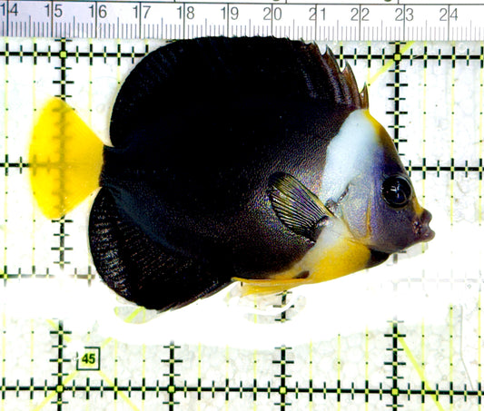 Personifer Angelfish Australia (Female) PAA080101 WYSIWYG Size: L 3.5" approx