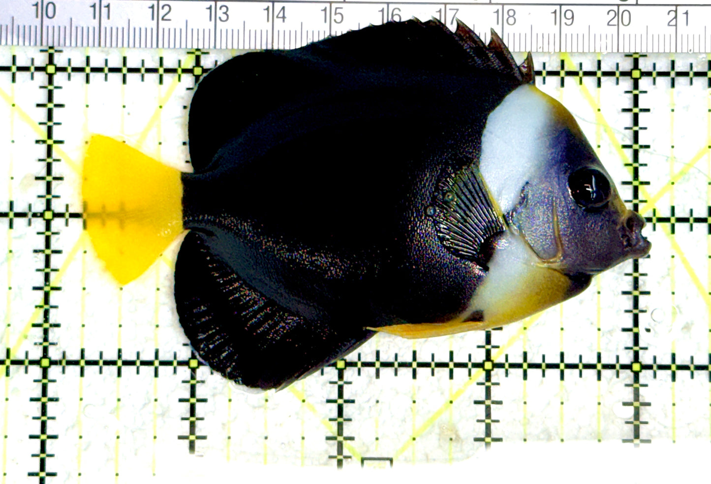 Personifer Angelfish Australia (Female) PAA080102 WYSIWYG Size: L 3.75" approx