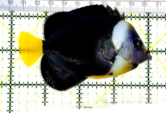 Personifer Angelfish Australia (Female) PAA080102 WYSIWYG Size: L 3.75" approx