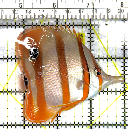 Copperband Butterflyfish CB100601 WYSIWYG Size: ML 3.5" approx