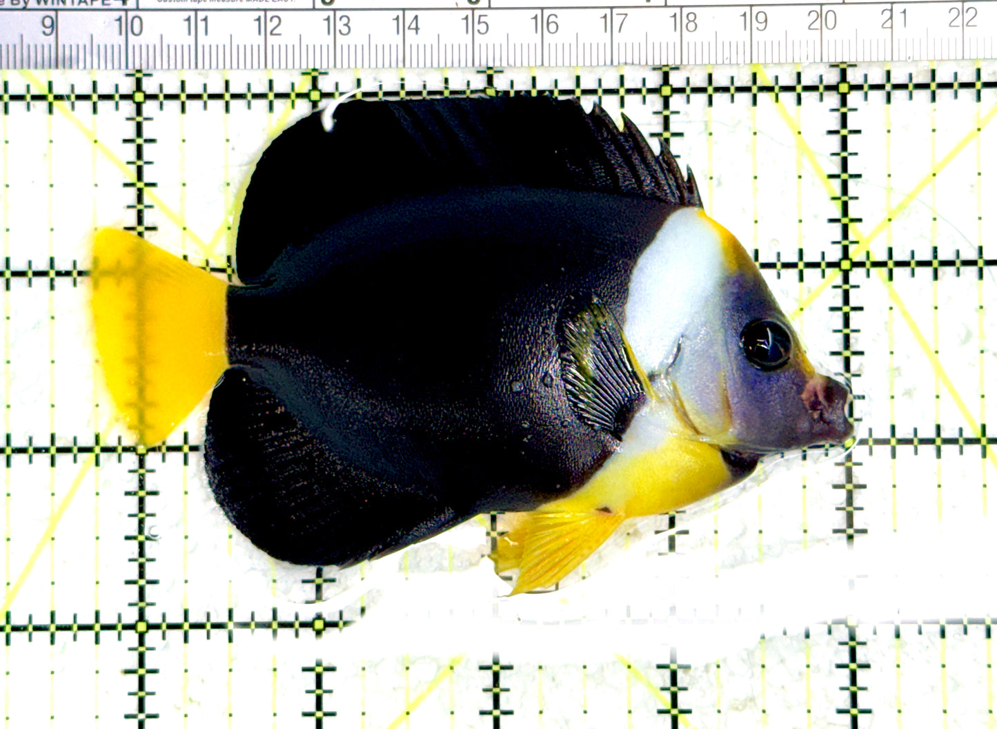 Personifer Angelfish Australia (Female) PAA080103 WYSIWYG Size: XL 4.25" approx