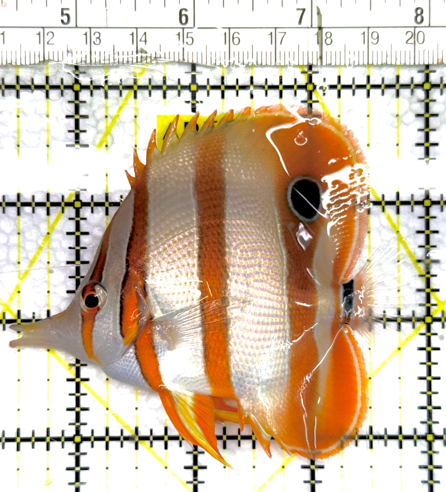 Copperband Butterflyfish CB100601 WYSIWYG Size: ML 3.5" approx