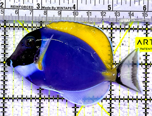 Powder Blue Tang PBT060801 WYSIWYG Size: ML 4"