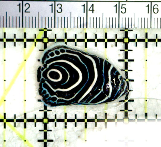 Emperor Angelfish Juvenile EAJ080101 WYSIWYG Size: S 1.25" approx